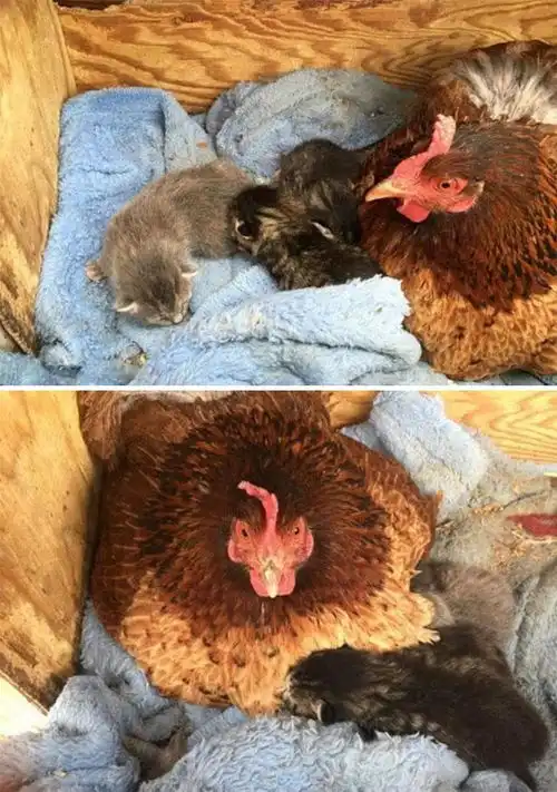 趣图母鸡果然是动物界最具有圣母光环的生物了吧大爱无疆
