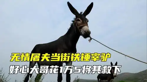 屠夫当街铁锤宰驴,好心大哥拔刀相助,花费1万5重金相救
