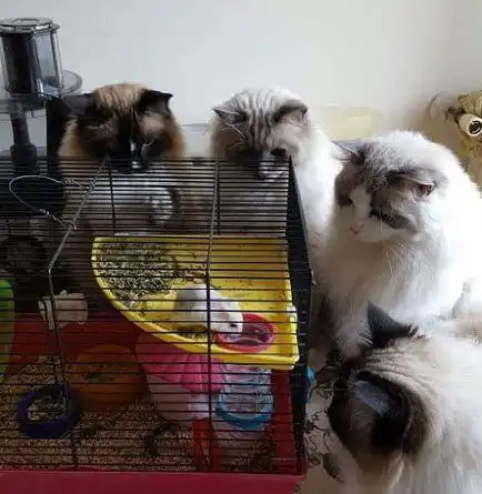 搞笑gif段子四只猫瞪着一只老鼠,求老鼠心理阴影面积
