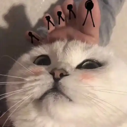 情侣头像这波猫咪情头我i了
