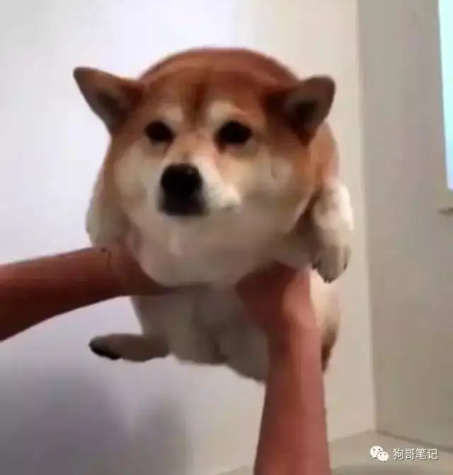 主人要抱胖柴犬洗澡,结果汪的热身运动让人爆笑
