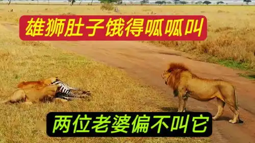 虚构搞笑的雄狮,不想狩猎和老婆赌气睡懒觉,结果被调戏
