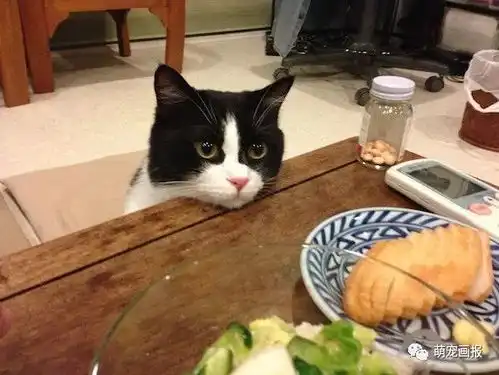 搞笑猫咪照片一箩筐
