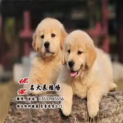 佛山到哪里买金毛狗好佛山边度有卖金毛狗
