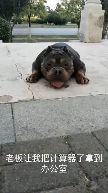恶霸犬被公司开除,小姐姐问它原因,没想到它这么说,太搞笑了
