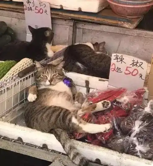 长得比你可爱的猫,工作起来比你还努力
