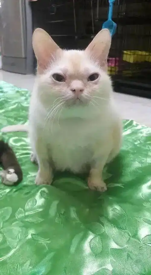 铲屎官说自家猫咪丑爆了网友爆笑鼠里鼠气的,全世界仅此一只
