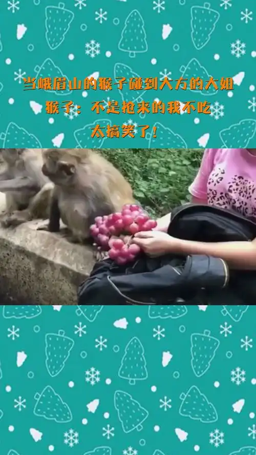 当峨眉山的猴子碰到大方的大姐,猴子不是抢来的我不吃,太搞笑了
