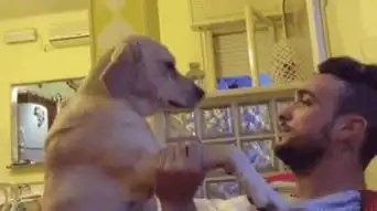 狗狗撒娇起来,谁能抵挡得住
