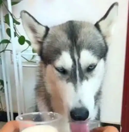 二哈要喝酒,喝了半杯就开始上头,它的酒品好像暴露了什么
