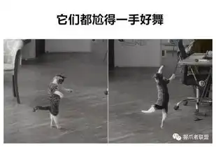 喵星人各种超厉害的能力,怀疑我看了一只假猫
