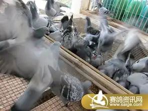 2010年450公里附加赛集鸽上笼图片
