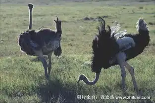 鸵鸟是保护动物吗
