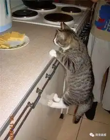 猫咪搞笑照片小集锦又来啦,让你每天好心情
