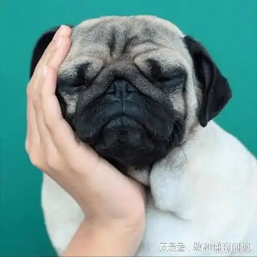 人类最亲密的两大动物伙伴,狗忠心耿耿,猫为啥总是虚情假意
