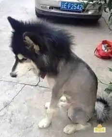 搞笑图片这忧郁的狗生是没法过了
