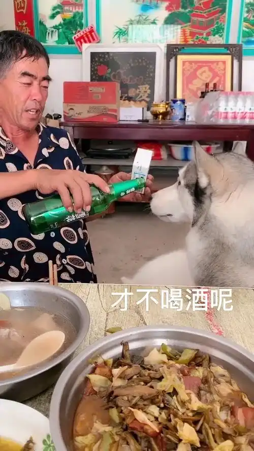 坑二哈喝酒,太搞笑了
