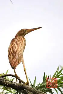 今天作业黄苇鳽
