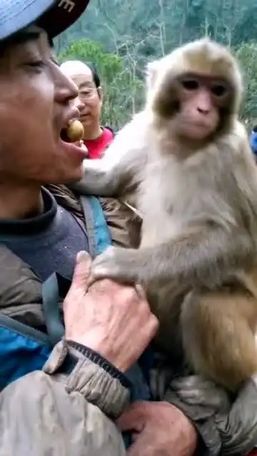 哥们和猴子的配合太默契了,你们真会玩
