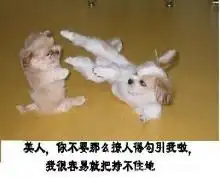 笑死不偿命超级搞笑动物表情集锦组图
