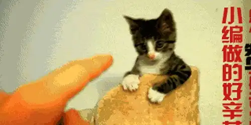 小老虎从小喝猪奶长大,成年后竟是这样对待猪妈妈的有奶便是娘
