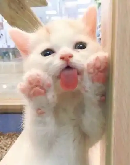 网友逛宠物店的时候,里面的小猫对着他做鬼脸

