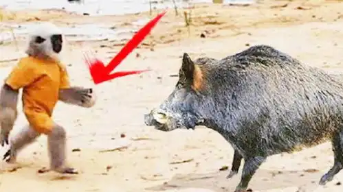 非洲人训练猴子抓野猪,真的是神操作,镜头记录精彩全过程
