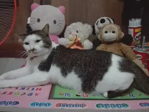 没有猫主子驾驭不了的发型小猫咪的搞笑发型,自带笑点
