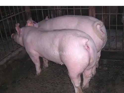供应菏泽大型养猪场菏泽仔猪价格菏泽大型种猪场菏泽猪苗价格咨询图片大全江苏凯农大型养猪场
