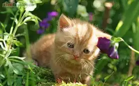 猫咪上
