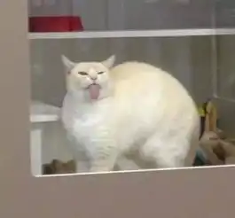 调皮猫咪2次被拒养,它却凭搞怪再被收养,奇怪动作真是萌翻了
