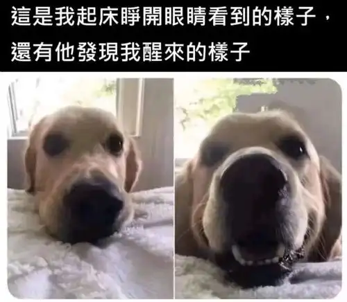 搞笑趣图当老师叫每组自己选一个组长时,我的那些狐朋狗友
