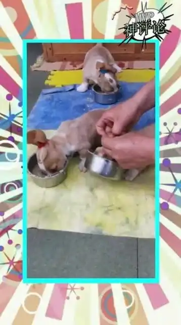 搞笑精选兔狗
