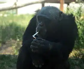 新疆野生动物园一头懂吸烟的黑猩猩
