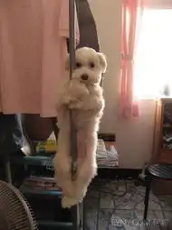 无法直视的雷人狗狗变装
