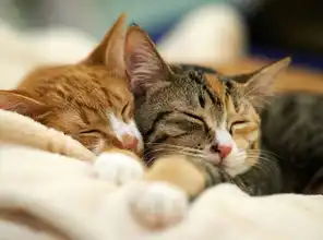 可爱猫咪空间图片爱睡觉的小猫咪
