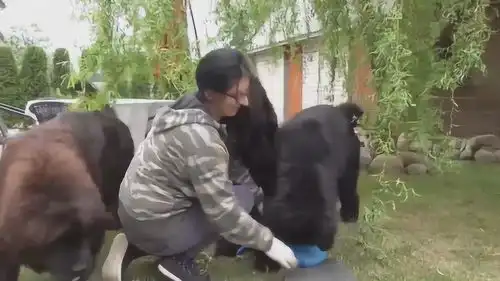狗狗不想主人打扫卫生,想要主人陪自己玩,简单的陪伴就好
