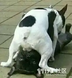 白乌鸦扯蛋赌马根本停不下来
