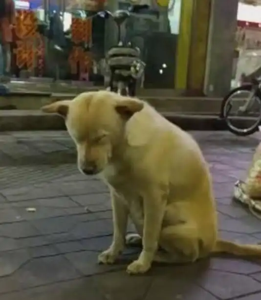 街头拍到一只打盹的狗狗,看到它主人才知道怎么回事,网友心疼
