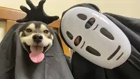爆笑当柴犬跟铲屎官回老家过年戴口罩勤洗手避人群
