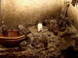 印度人把老鼠当亲人揭秘印度鼠神庙六
