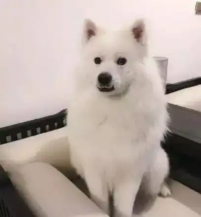 狗狗因为龅牙而被弃养,经历3个月的风吹雨淋后,男朋友收留了它
