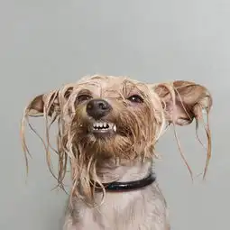 狗狗的出浴照
