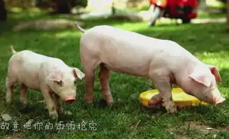 刚出的两头猪的真爱,听哭50000000人

