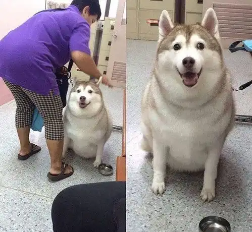 搞笑图集结冰了,好像看到什么了
