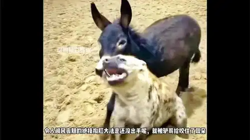 精彩的百兽大战,毛驴咬鬣狗耳朵,小象鼻子抽打白狗
