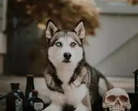 德牧和哈士奇居然生出了一只异瞳犬
