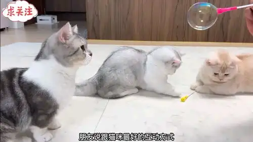 跟猫咪最好的互动方式就是吹泡泡
