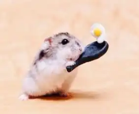 可爱啊,萌哒哒的小老鼠
