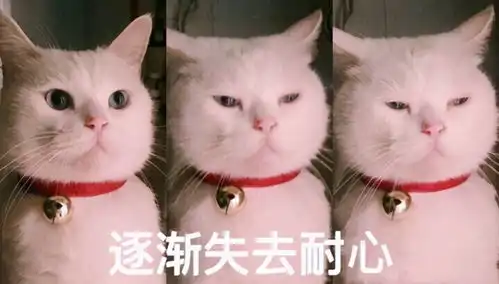 五个你不能拒绝的让猫出去打工的理由
